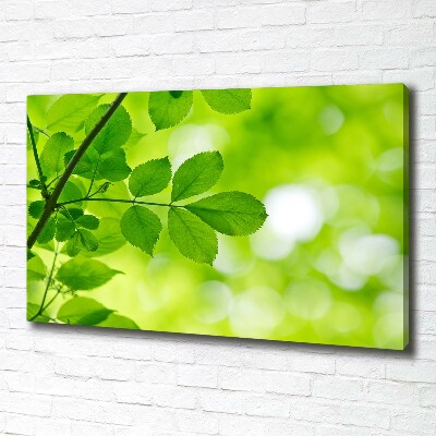 Foto canvas Groene bladeren
