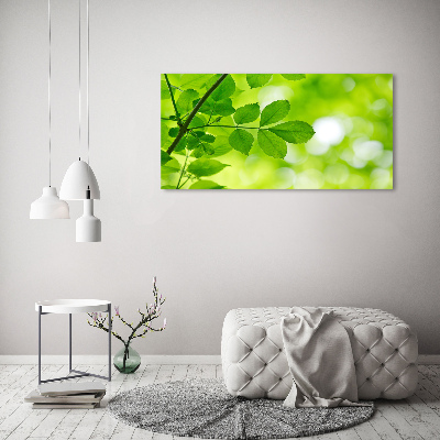 Foto canvas Groene bladeren