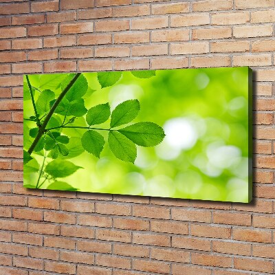 Foto canvas Groene bladeren