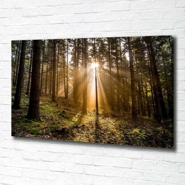 Foto op canvas Zonlicht