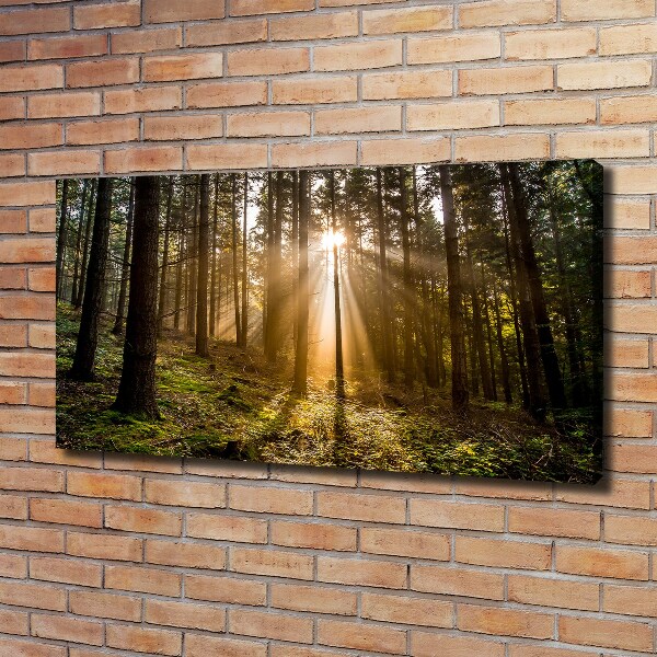 Foto op canvas Zonlicht