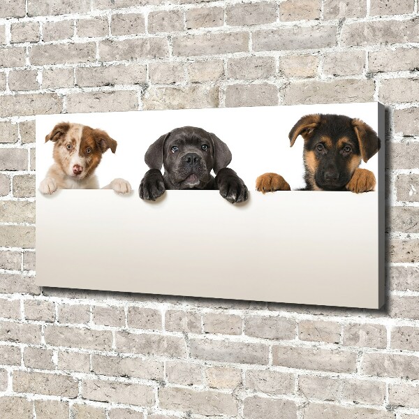 Schilderij op canvas Drie puppy's