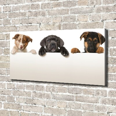 Schilderij op canvas Drie puppy's