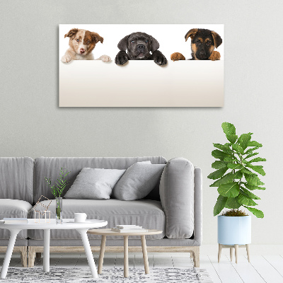 Schilderij op canvas Drie puppy's