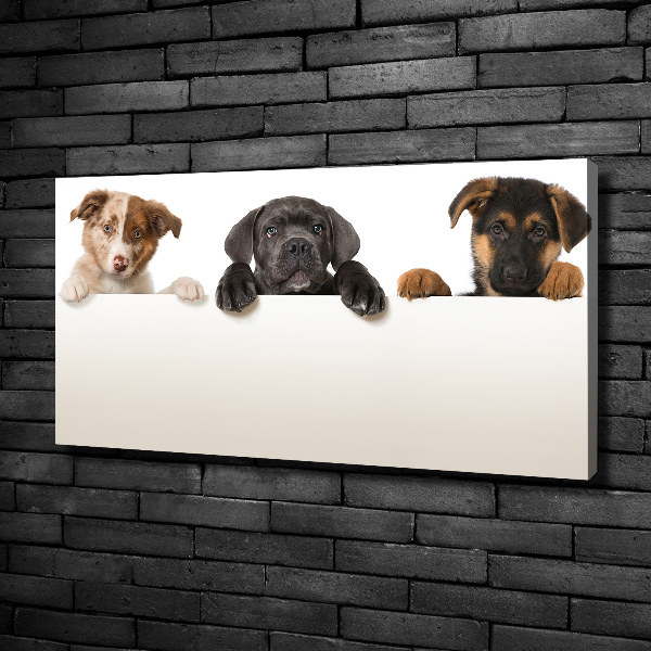 Schilderij op canvas Drie puppy's