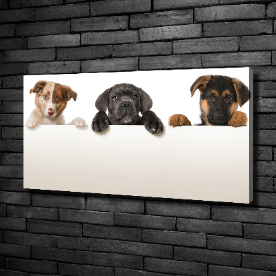 Schilderij op canvas Drie puppy's