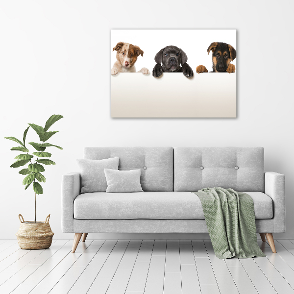 Schilderij op canvas Drie puppy's