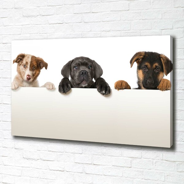 Schilderij op canvas Drie puppy's