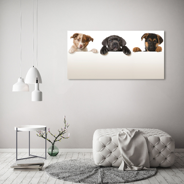 Schilderij op canvas Drie puppy's