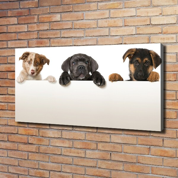 Schilderij op canvas Drie puppy's