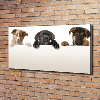 Schilderij op canvas Drie puppy's