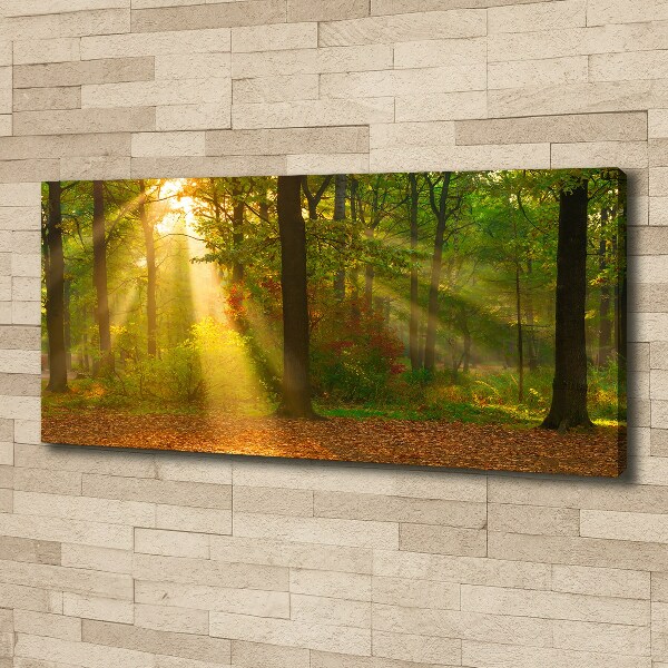 Foto op canvas Bos in de zon