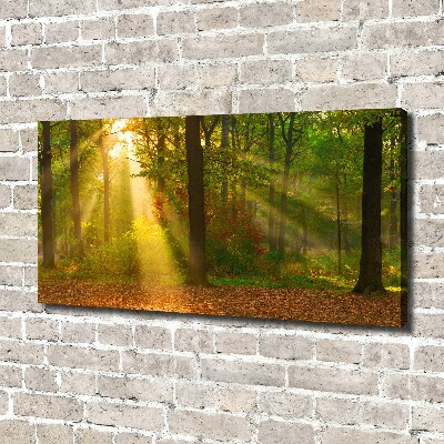 Foto op canvas Bos in de zon