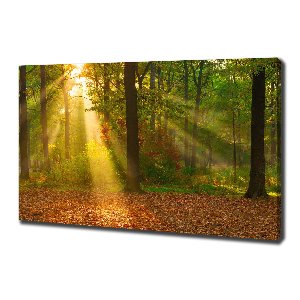 Foto op canvas Bos in de zon