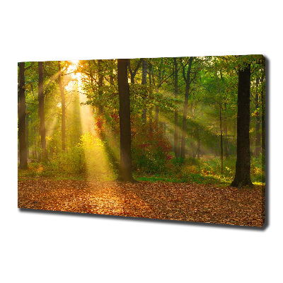 Foto op canvas Bos in de zon
