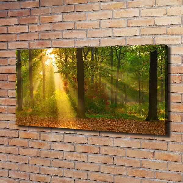 Foto op canvas Bos in de zon