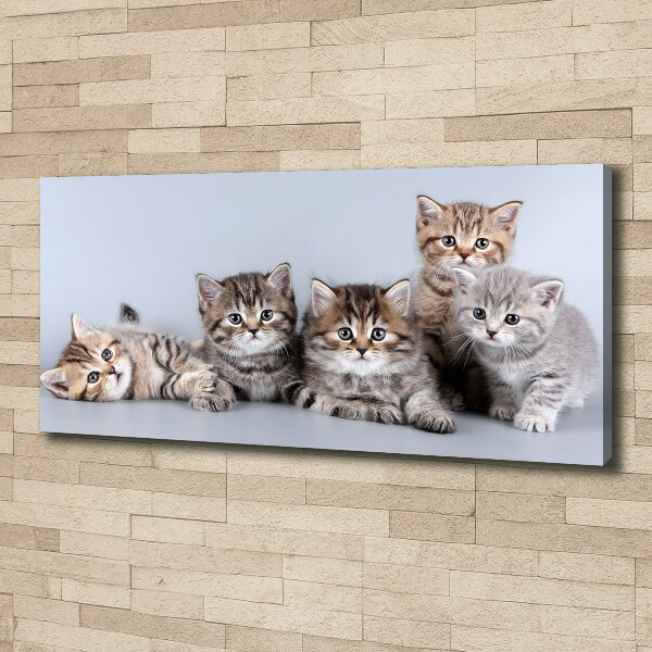 Foto op canvas Vijf katten
