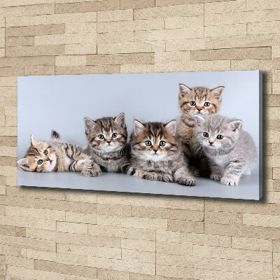 Foto op canvas Vijf katten
