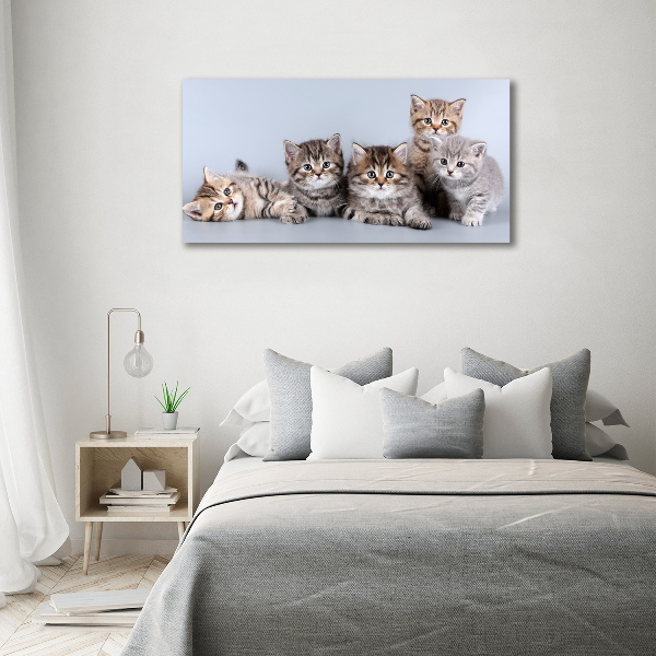 Foto op canvas Vijf katten