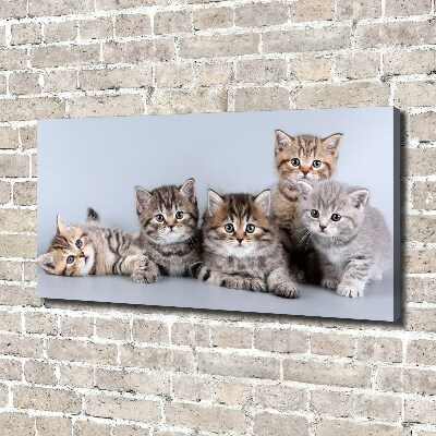 Foto op canvas Vijf katten