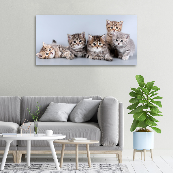 Foto op canvas Vijf katten