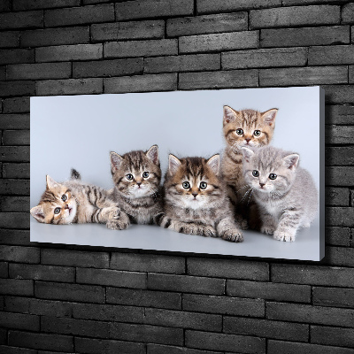 Foto op canvas Vijf katten