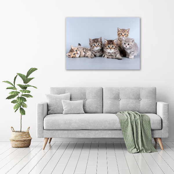 Foto op canvas Vijf katten