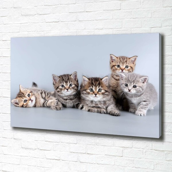 Foto op canvas Vijf katten