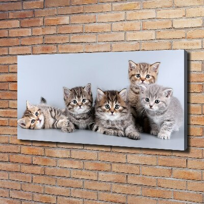 Foto op canvas Vijf katten