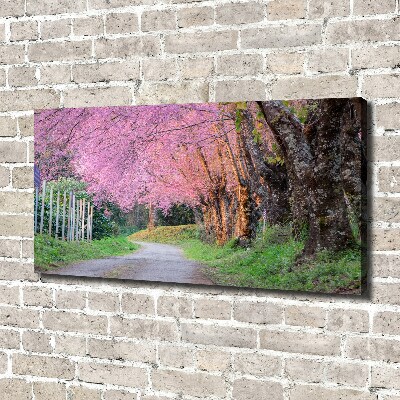 Canvas foto Kersenbloesems