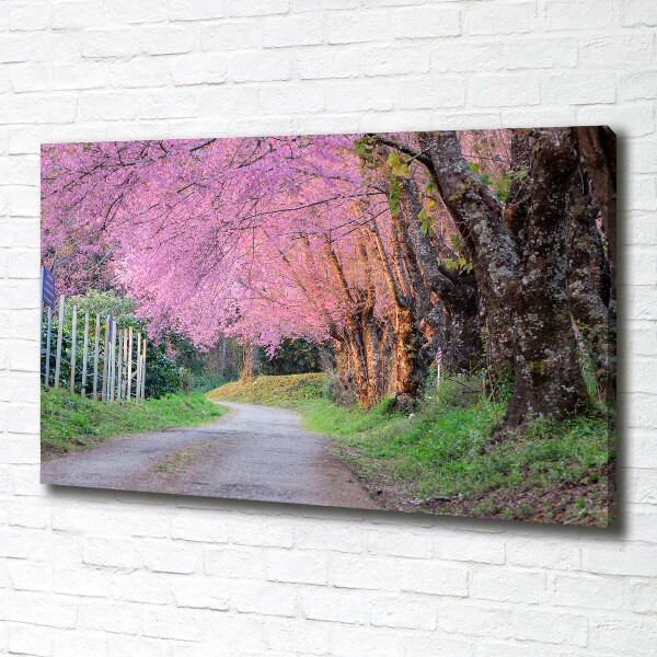 Canvas foto Kersenbloesems