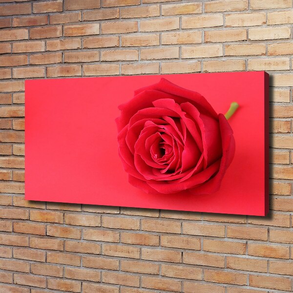 Canvas schilderij Rode roos