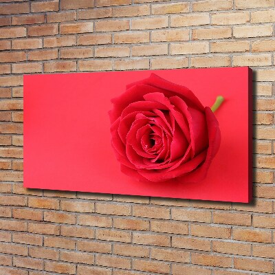 Canvas schilderij Rode roos