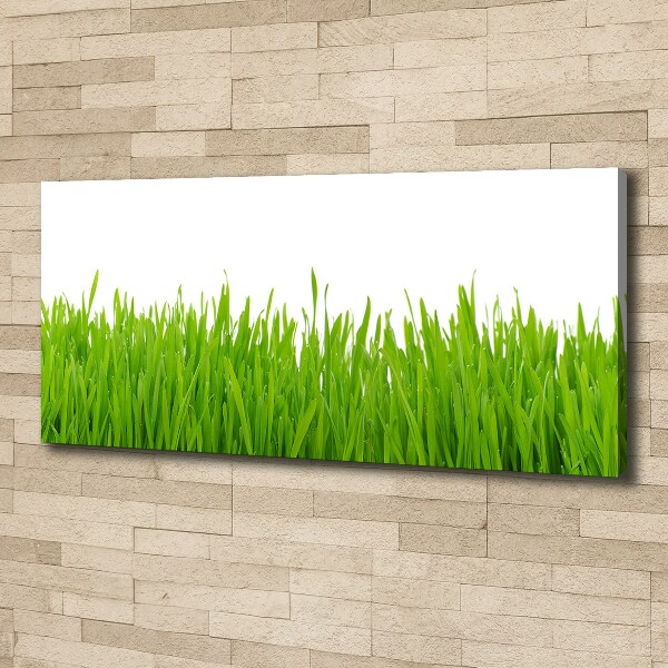 Schilderij op canvas Gras