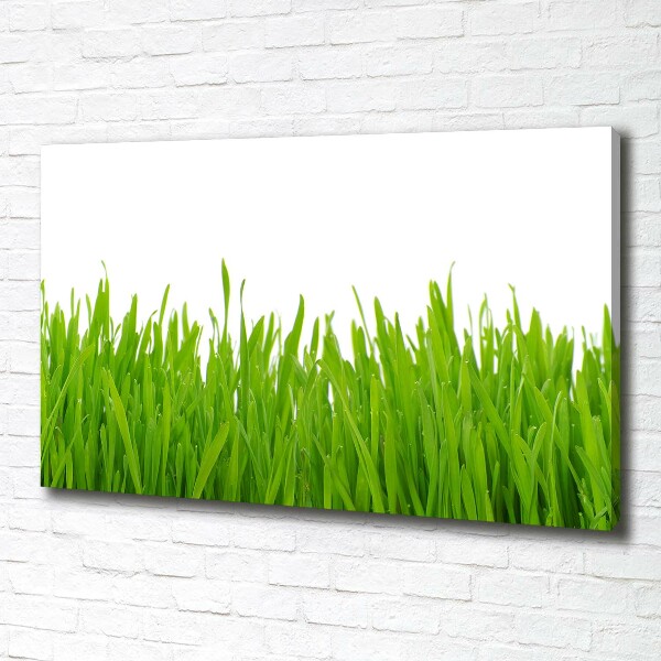 Schilderij op canvas Gras