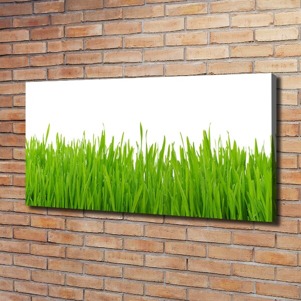 Schilderij op canvas Gras