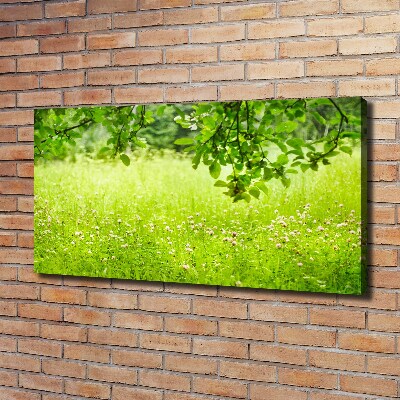Foto canvas Groene weide