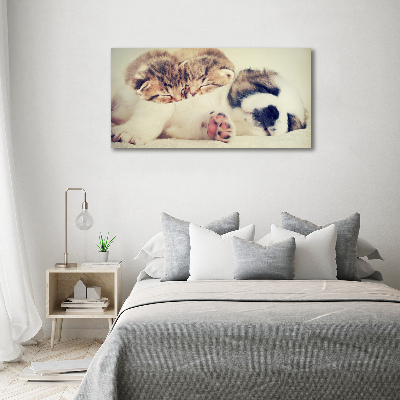 Canvas schilderij Twee katten en een hond