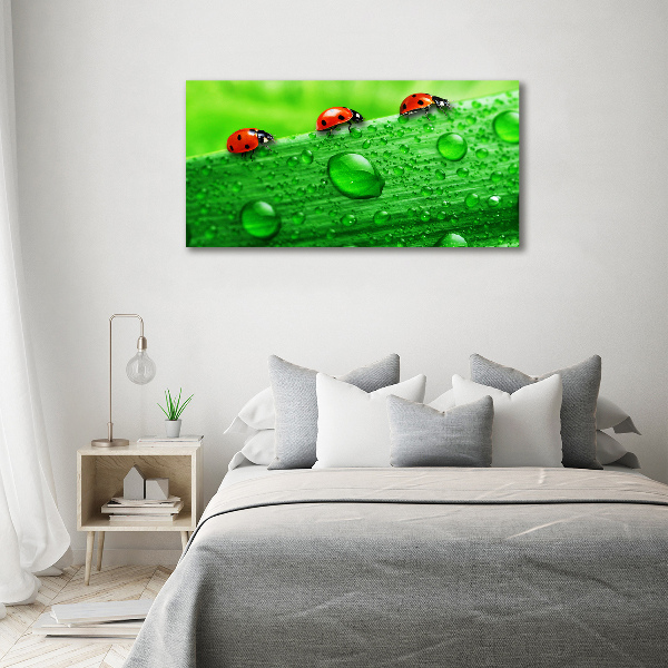 Foto op canvas Lieveheersbeestjes op het gras
