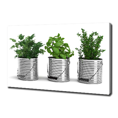 Schilderij op canvas Aromatische planten