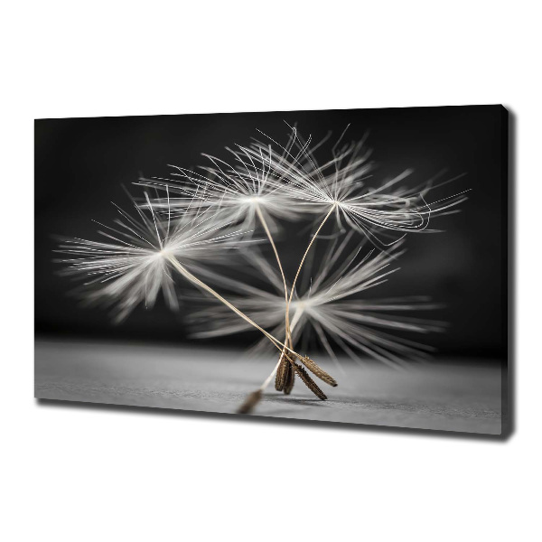 Foto op canvas Paardenbloemzaden