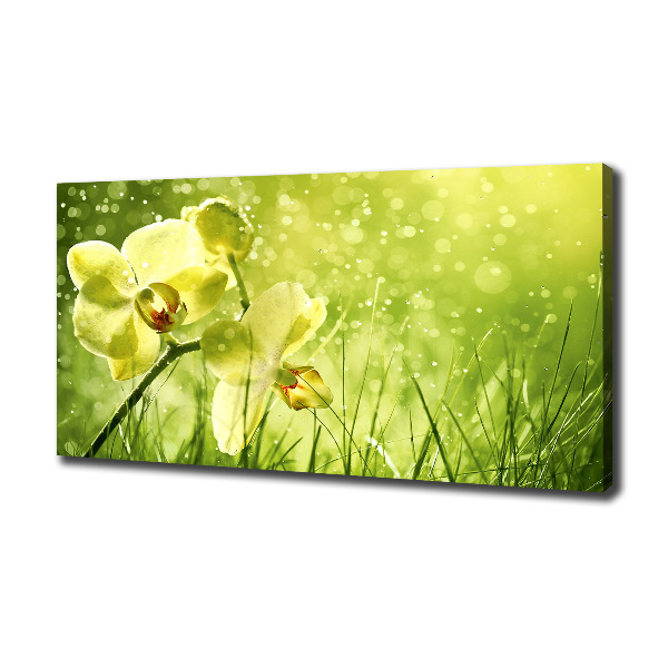 Canvas schilderij Orchidee