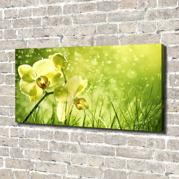 Canvas schilderij Orchidee