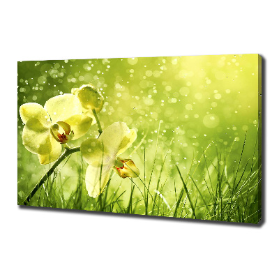 Canvas schilderij Orchidee