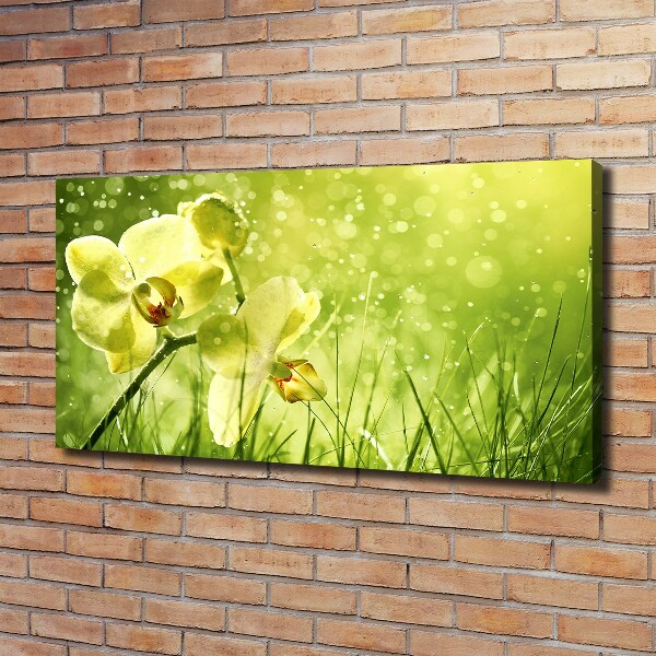 Canvas schilderij Orchidee