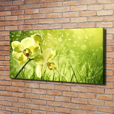 Canvas schilderij Orchidee