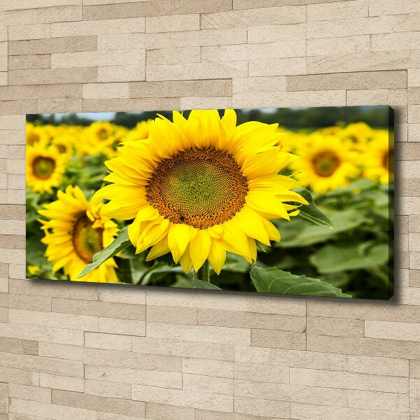 Canvas schilderij Een veld met zonnebloemen