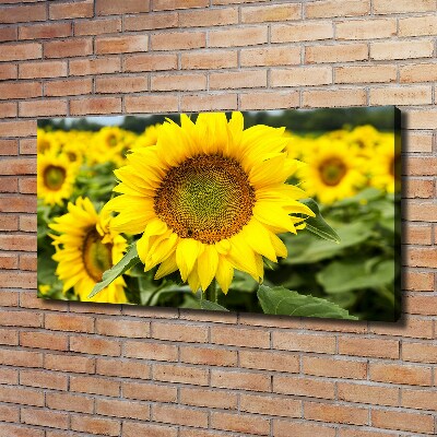 Canvas schilderij Een veld met zonnebloemen