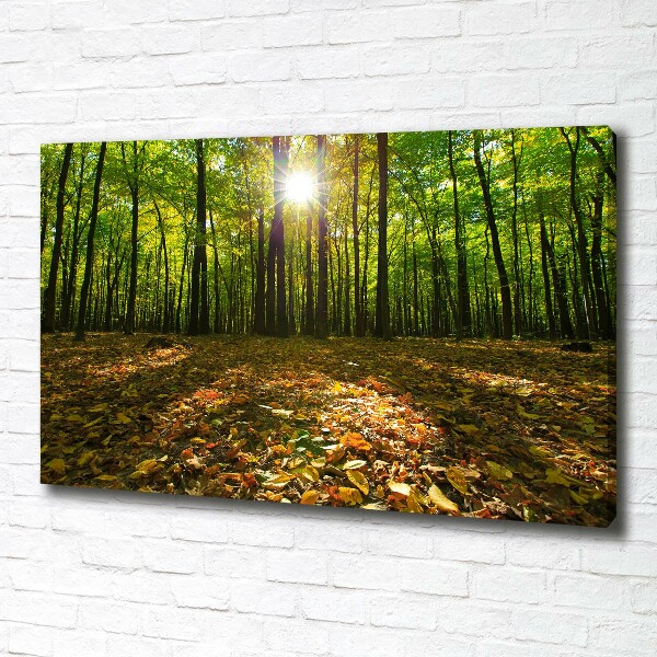Canvas foto Woud