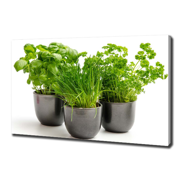 Canvas schilderij Kruiden in potten